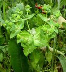 Euphorbia oxyodonta
