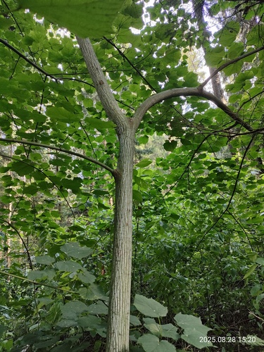 Acer tegmentosum, photograph 6