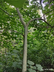 Acer tegmentosum, photograph author not stated, no rights reserved
