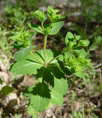 Euphorbia oxyodonta