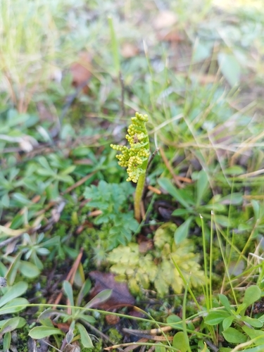 leathery grapefern