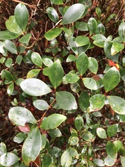 Ternstroemia gymnanthera