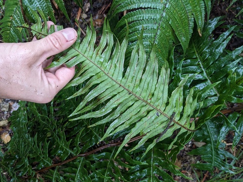 Pteris terminalis, photograph 4