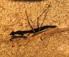 Tenodera sinensis