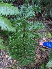 author not stated, no rights reserved Pteris terminalis, photograph author not stated, no rights reserved