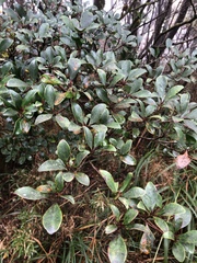 Ternstroemia gymnanthera