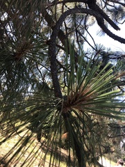 Pinus