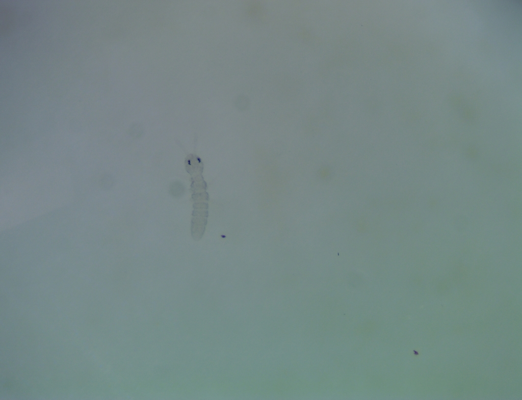 Appendisotoma dubia