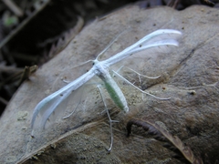Pterophorus