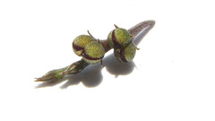 Spigelia genuflexa