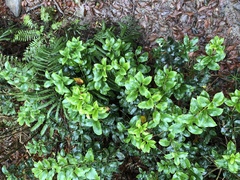 Ilex pedunculosa