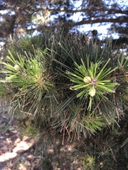 Pinus
