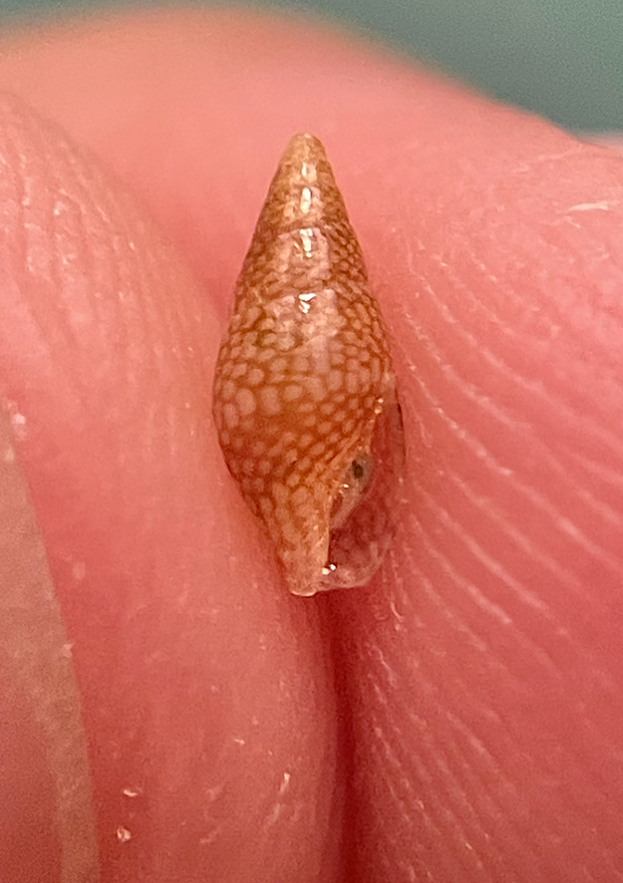 Falsuszafrona dicomata