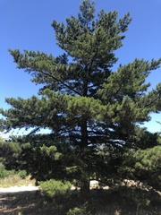 Pinus