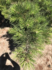 Pinus