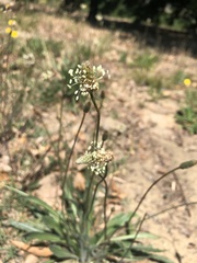 Plantago lanceolata
