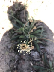 Plantago lanceolata