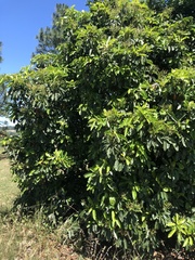 Photinia serratifolia