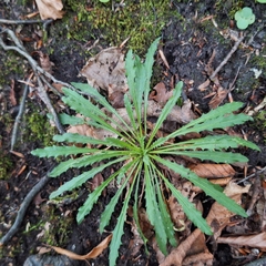 Erysimum odoratum, photograph (c) Marek Hrušovský, some rights reserved (CC BY)