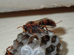 Polistes humilis humilis