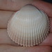 Many-spined Heart Cockle - Photo (c) Thomas Mesaglio, some rights reserved (CC BY), uploaded by Thomas Mesaglio