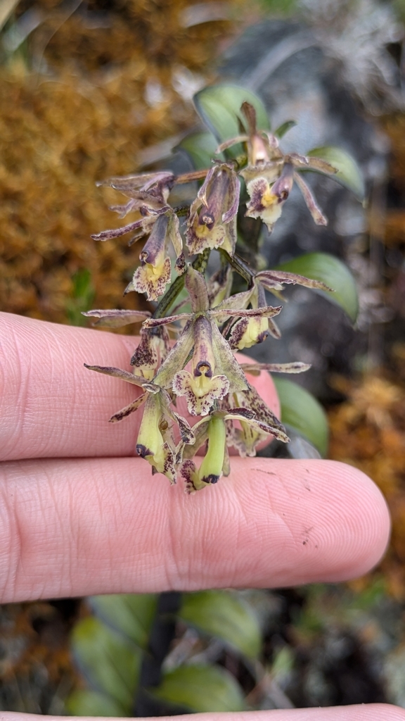 Epidendrum fritzianum