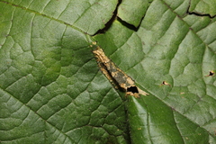 Phyllonorycter nicellii