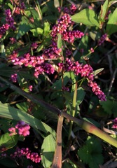 Persicaria longiseta