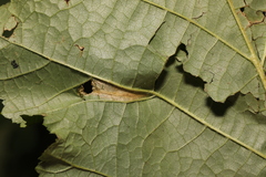 Phyllonorycter nicellii