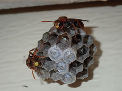 Polistes humilis humilis