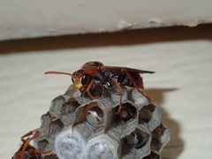 Polistes humilis humilis