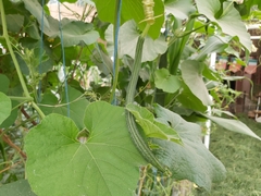 Luffa acutangula