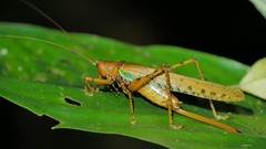 Eumacroxiphus brachyurus