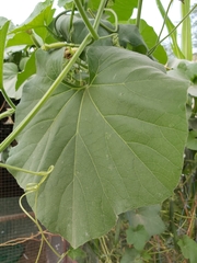 Luffa acutangula
