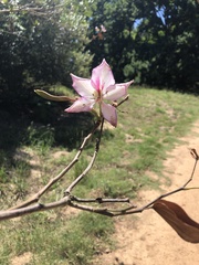 Bauhinia variegata variegata