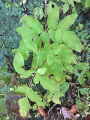 Osmunda japonica