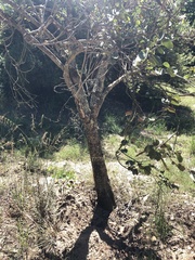 Bauhinia variegata variegata