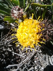 Leucospermum tomentosum