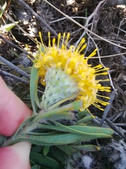 Leucospermum tomentosum