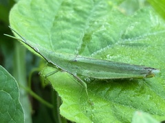 Atractomorpha lata