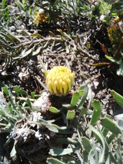 Leucospermum tomentosum