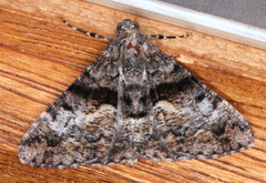 Gastrinodes argoplaca