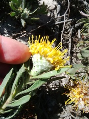 Leucospermum tomentosum