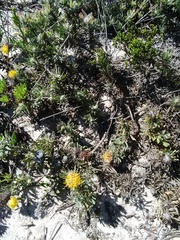 Leucospermum tomentosum