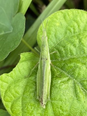 Atractomorpha lata