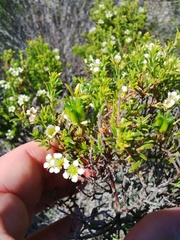 Diosma aspalathoides