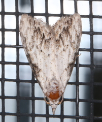 Nola pleurochorda