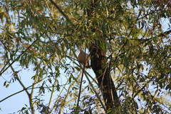 Streptopelia orientalis