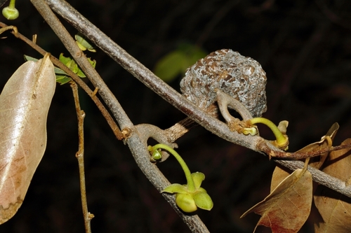 Artabotrys brachypetalus, photograph 6