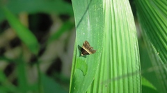 Choreutis basalis